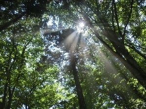 木漏れ日を見上げた様子