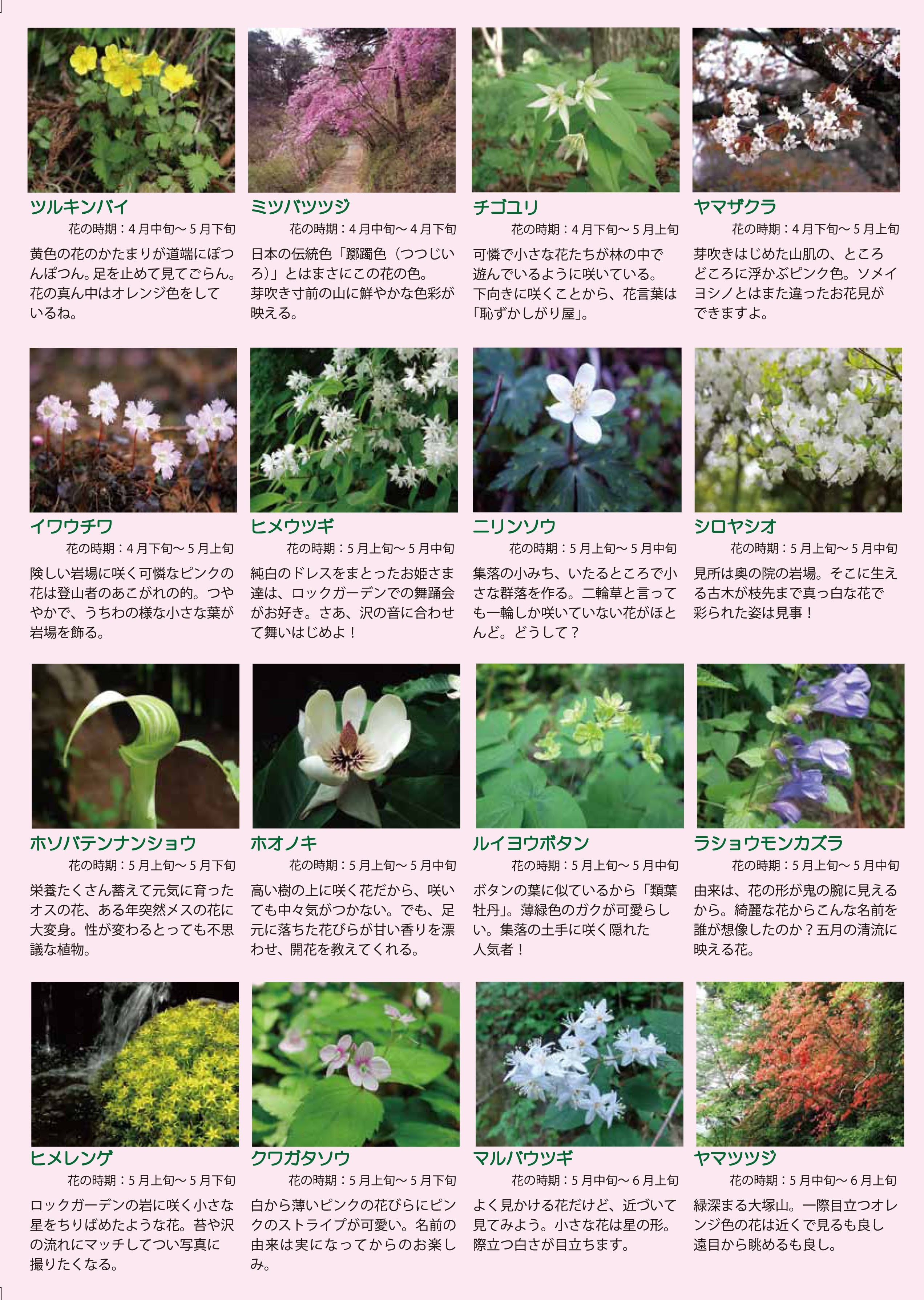 「みたけ彩」春の開花植物 裏