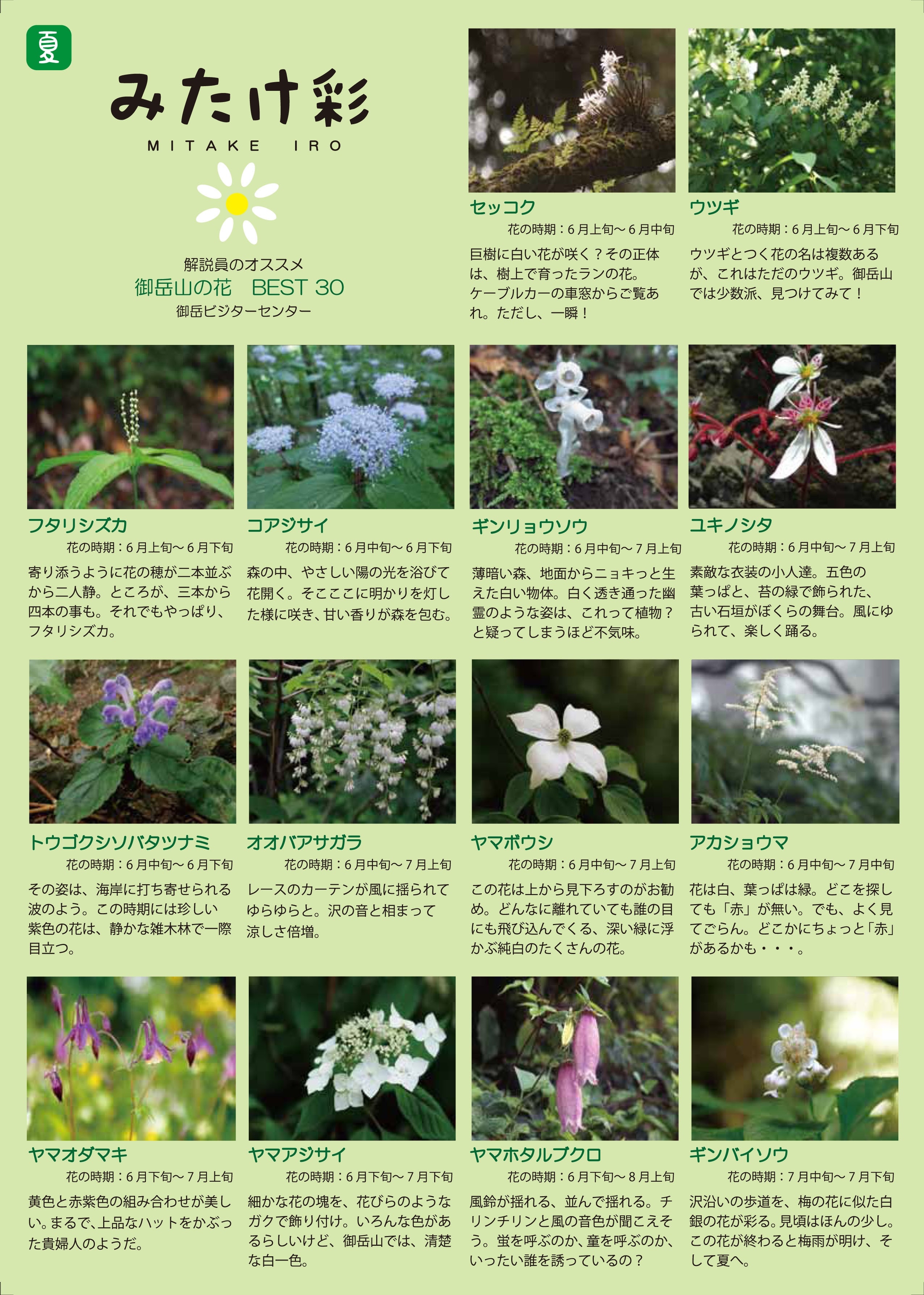 「みたけ彩」夏の開花植物 表