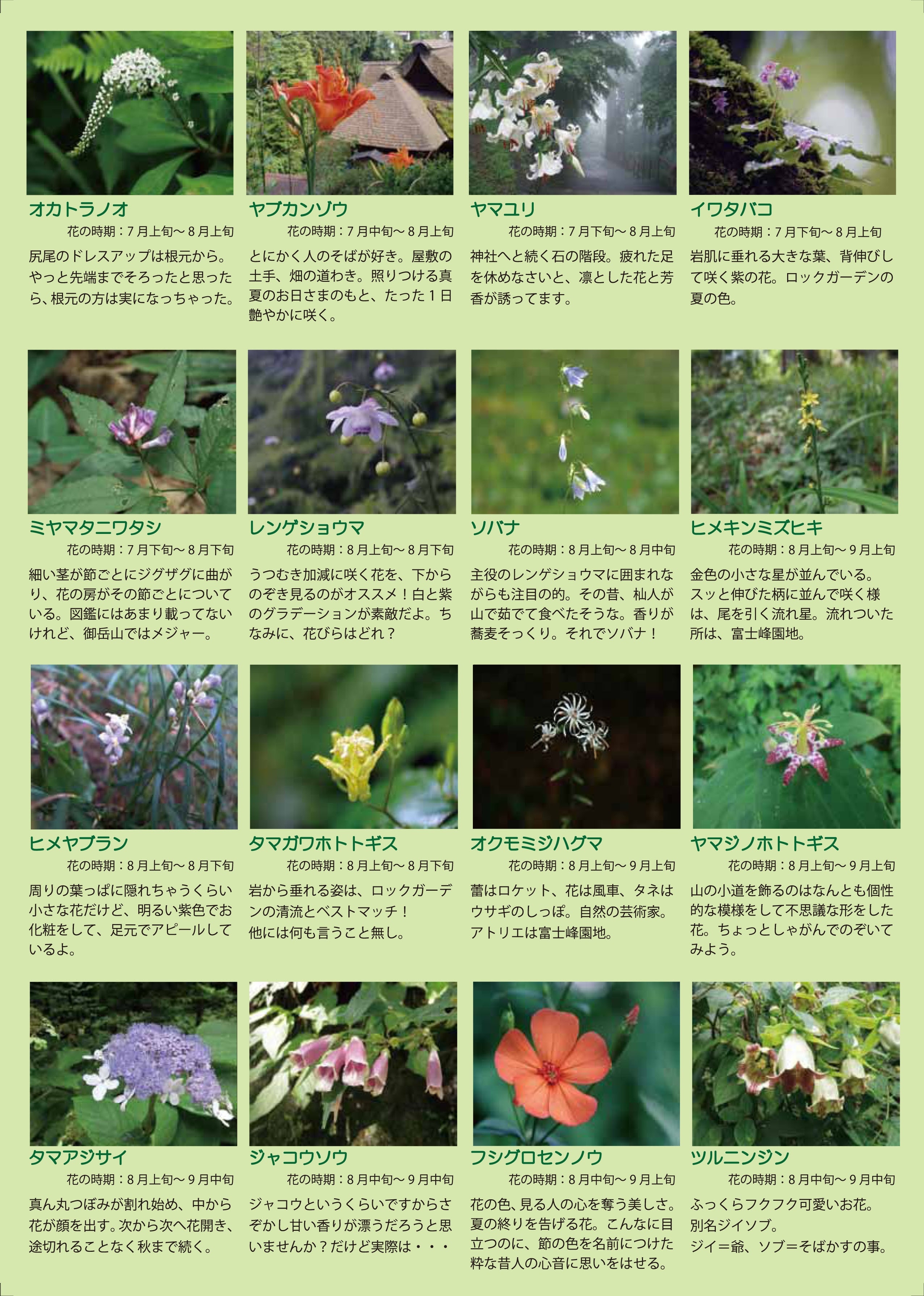 「みたけ彩」夏の開花植物　裏