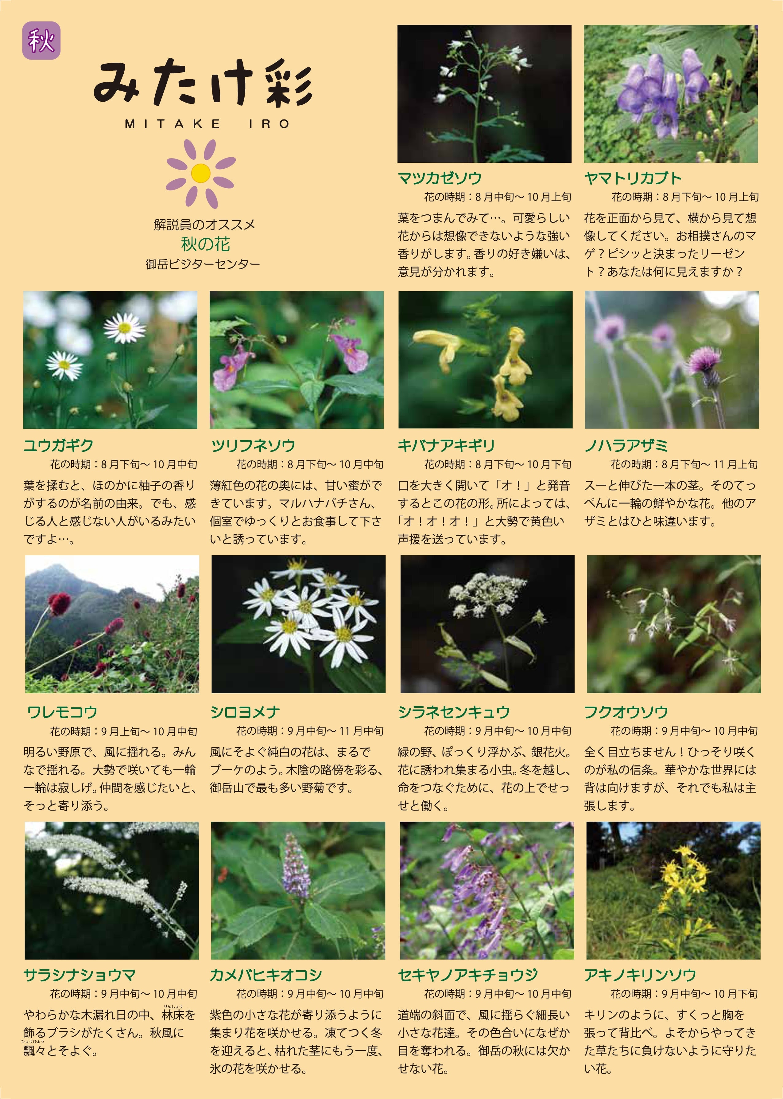 「みたけ彩」秋の開花植物と実　表