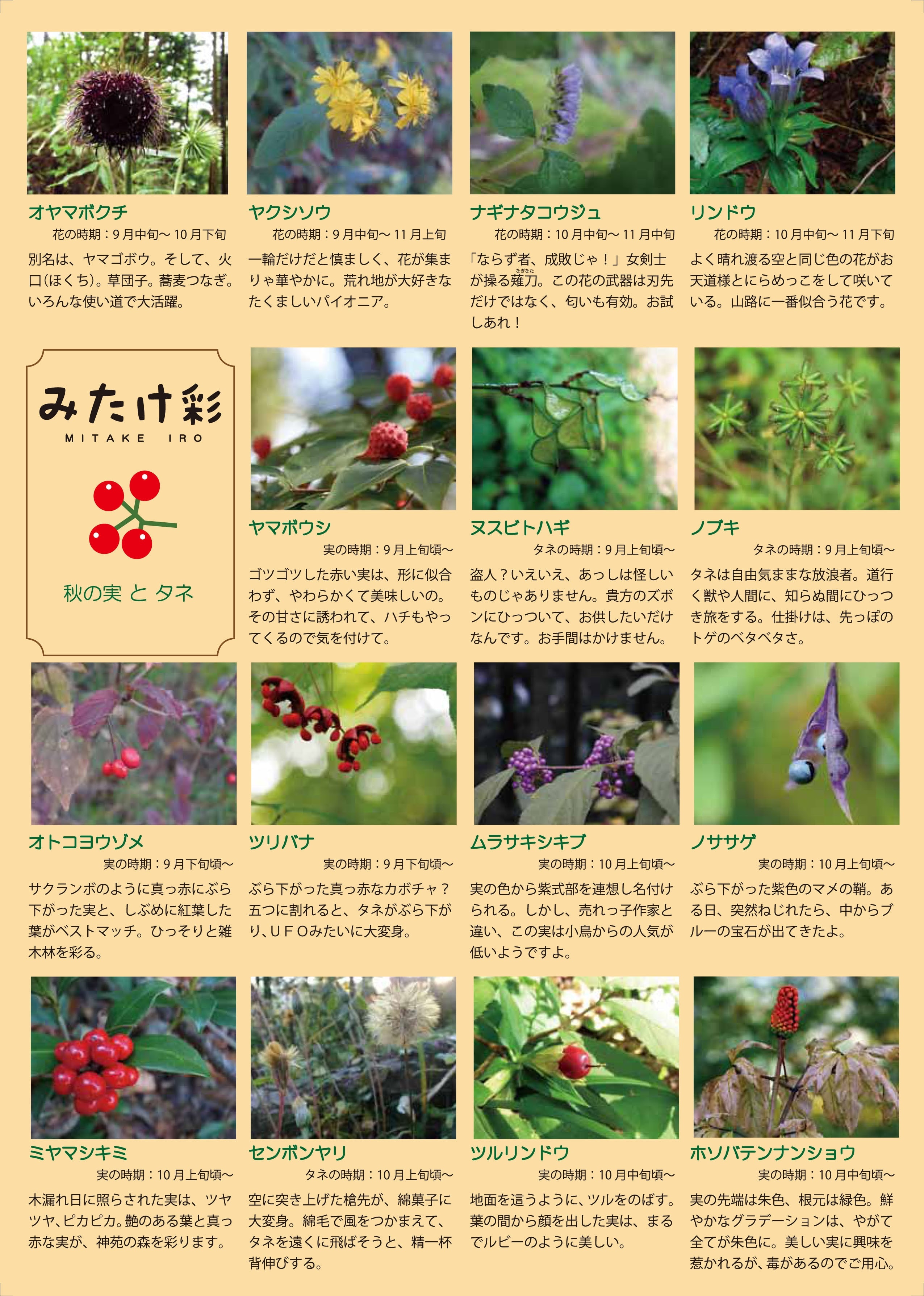 「みたけ彩」秋の開花植物と実 裏
