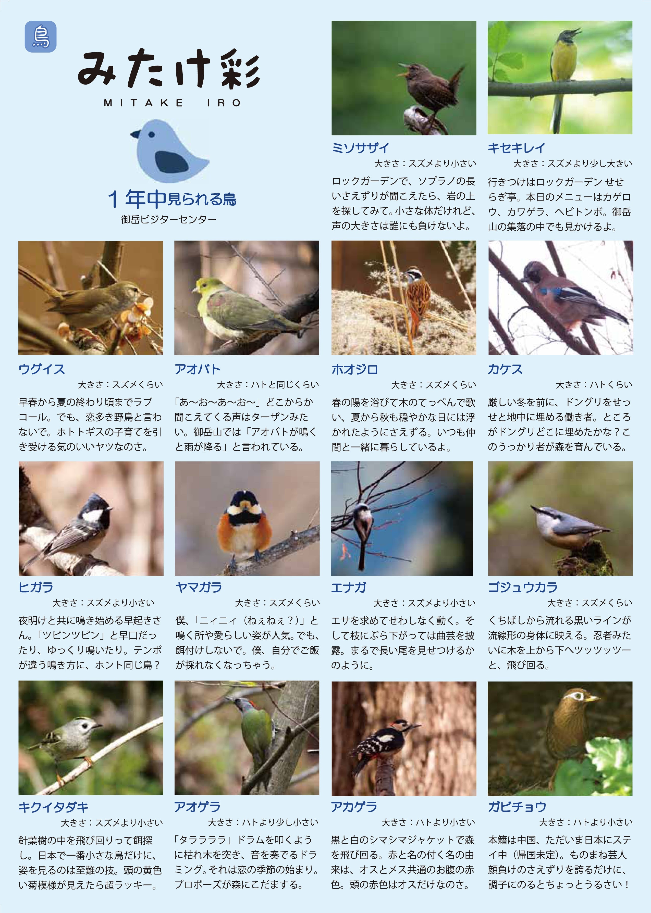 「みたけ彩」季節に見られる野鳥 表