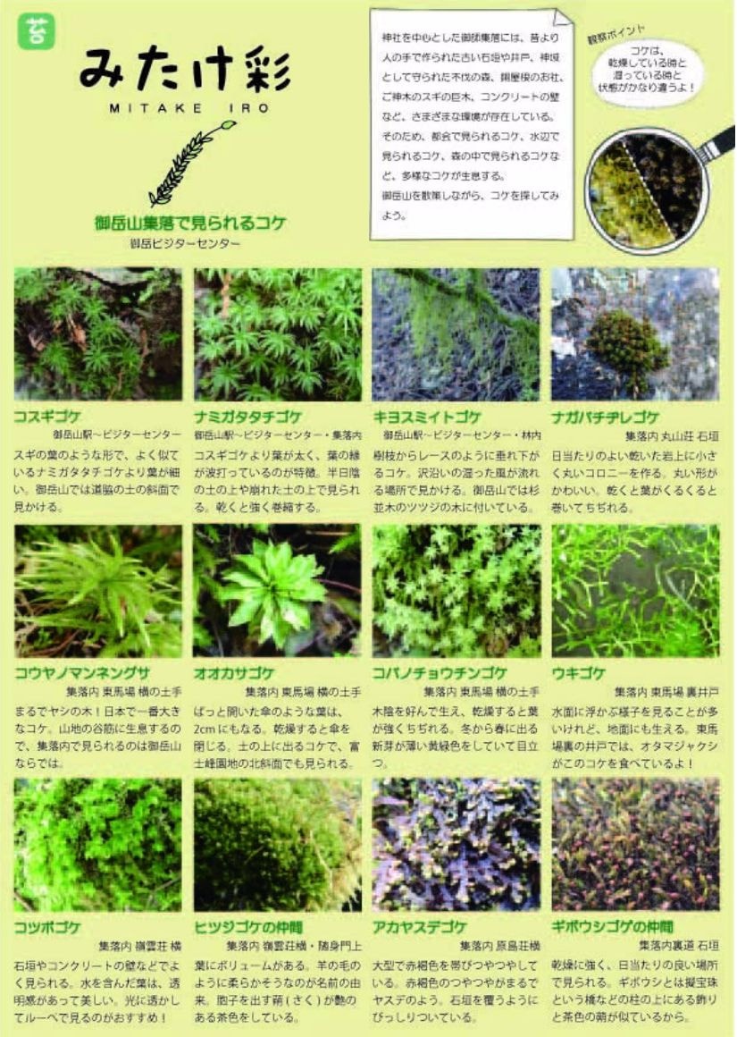 「みたけ彩」集落内で見られるコケ 表