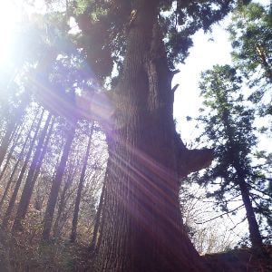 天狗の腰掛杉を見上げている様子