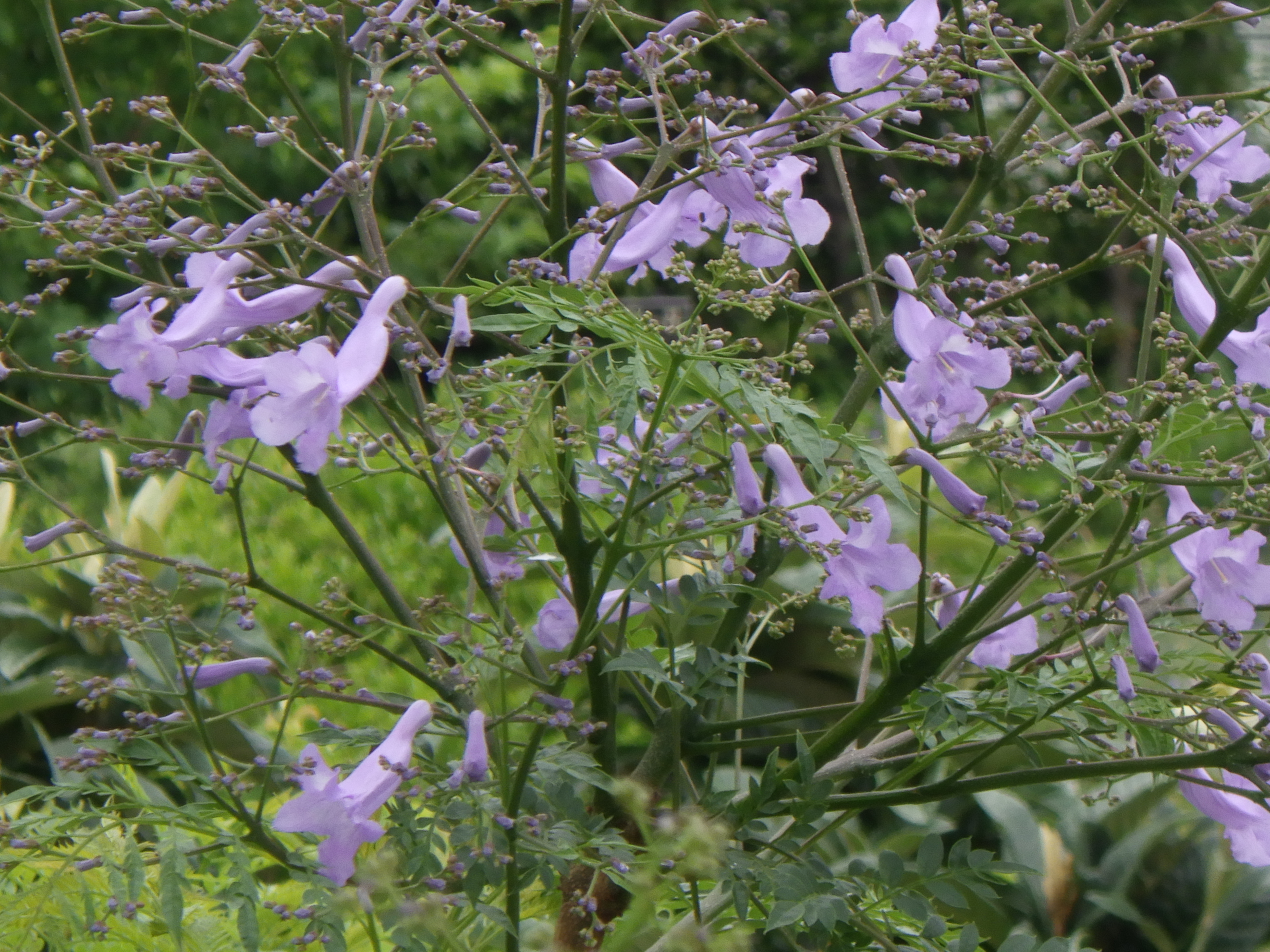 ジャカランダの花が咲きました 目黒区 花とみどりの学習館ブログ