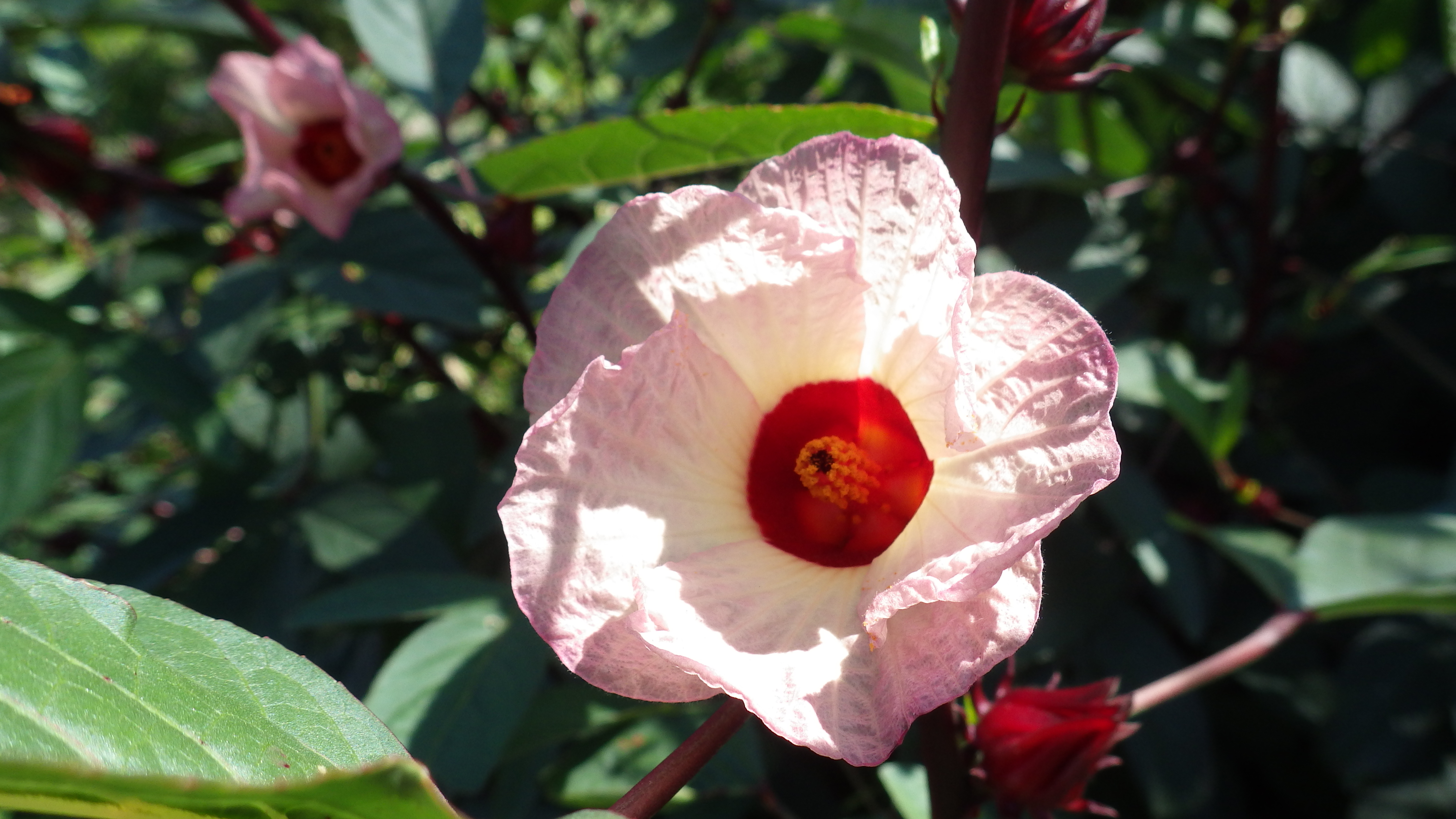 ローゼルの花言葉とは？花言葉の由来から贈られるシーンまで紹介！ – 東京寿園