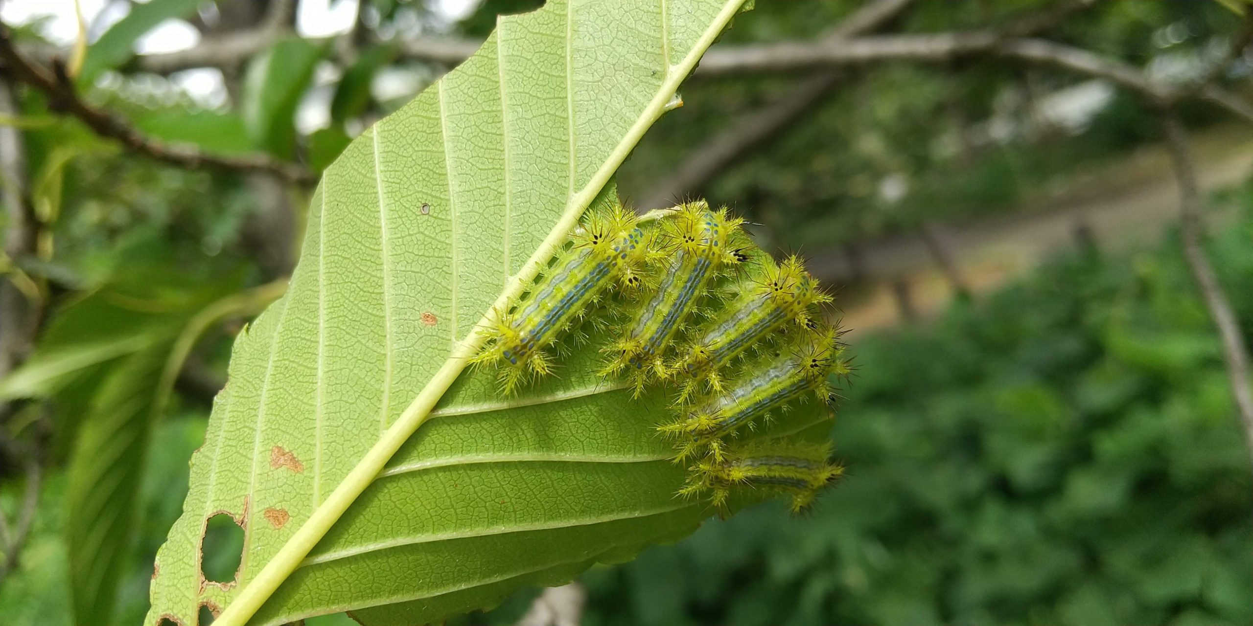 葉の裏にいるヒロヘリアオイラガ幼虫