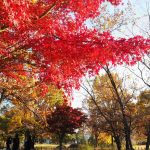 公園の色づく樹々