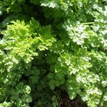 chervil