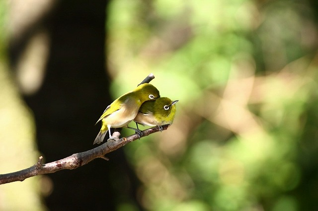 夏鳥 留鳥 東京都 高尾ビジターセンター