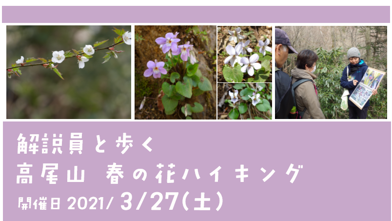 自然教室 解説員と歩く 高尾山 春の花ハイキング 募集のお知らせ 東京都 高尾ビジターセンター